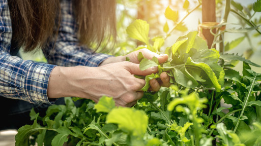 Rokietta – superfood, które warto poznać. Jedz codziennie choćby kilka listków