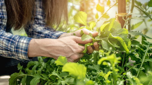 Rokietta – superfood, które warto poznać. Jedz codziennie choćby kilka listków