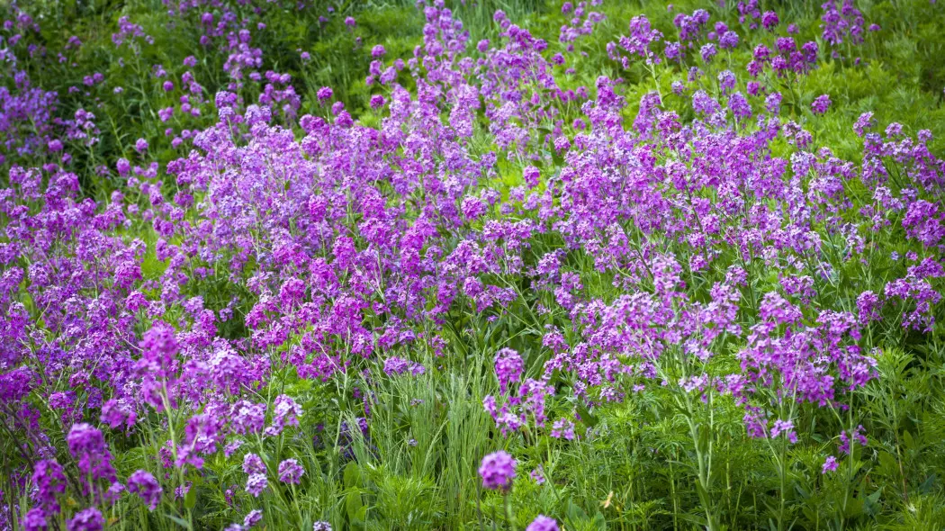 Wieczornik damski Hesperis matronalis