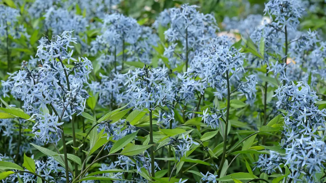 Amsonia nadreńska
