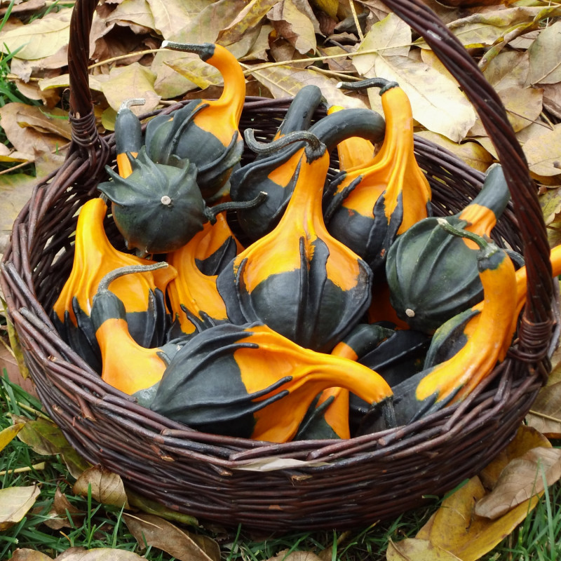 dynia dekoracyjna Autumn Wings