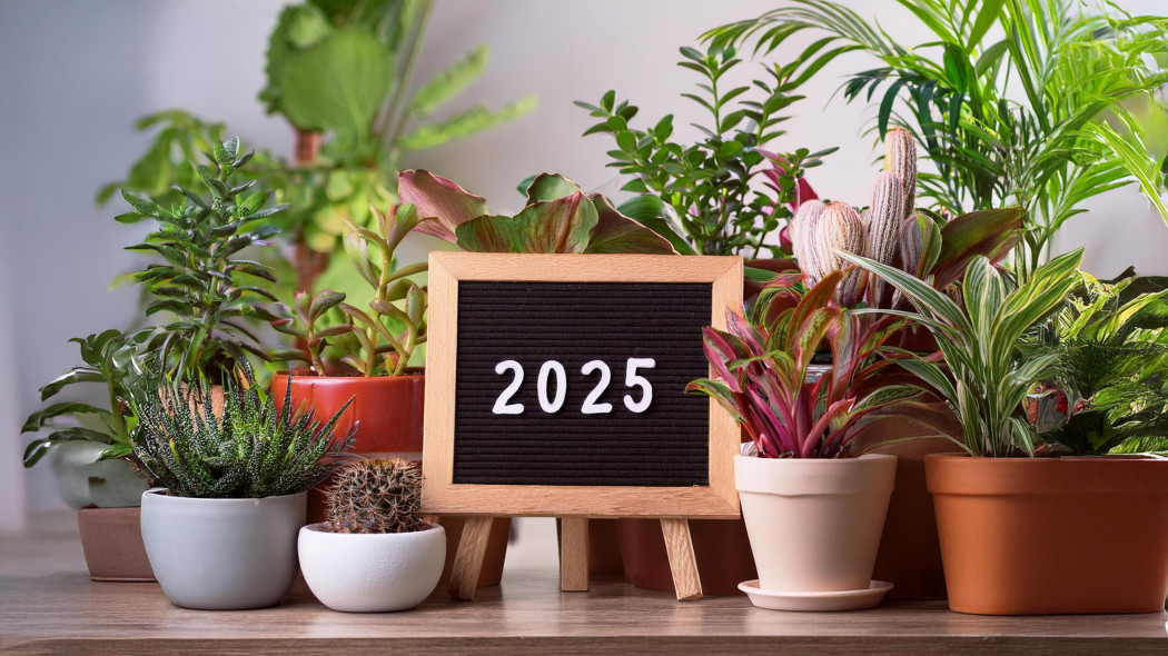 Najmodniejsze rośliny doniczkowe w 2025 roku
