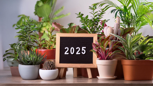 Jak zmienią się nasze domowe dżungle w 2025 roku? Jakie rośliny doniczkowe będą modne?