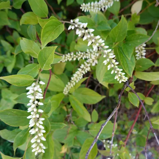 Itea wirginijska