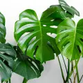 Monstera dziurawa w doniczce | Co lubi? Jak o nią dbać?