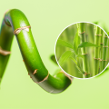 Lucky bamboo | Co lubi szczęśliwy bambus? Jak o niego dbać?