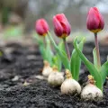 Te proste kroki zapewnią Ci morze kwiatów! Sprawdź, jak sadzić cebulki