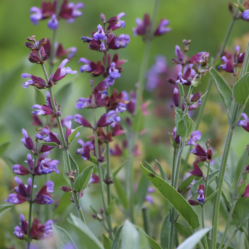 kwitnąca latem na fioletowo szałwia lekarska (Salvia officinalis)