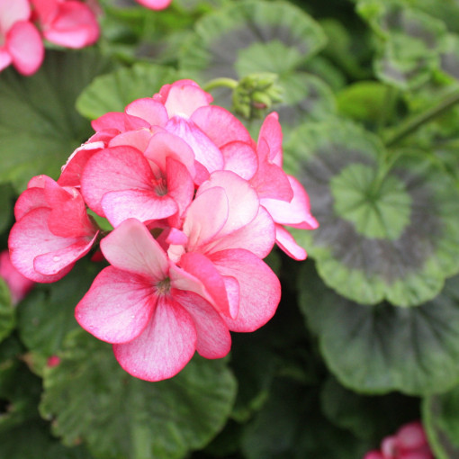Pelargonia pasiasta
