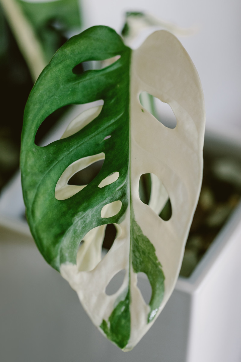 Monstera adansonii 'Variegata'