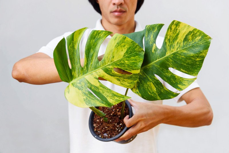 Monstera 'Aurea Variegata'