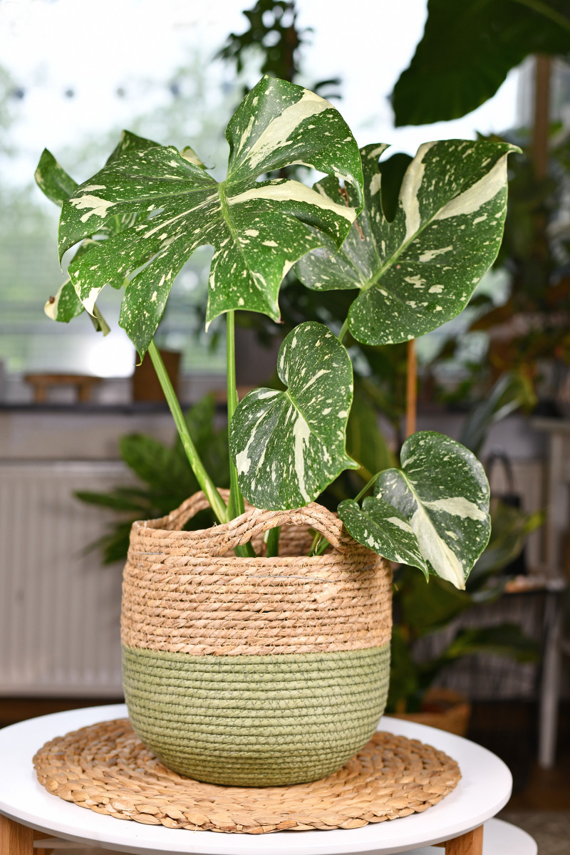 Monstera 'Thai Constellation