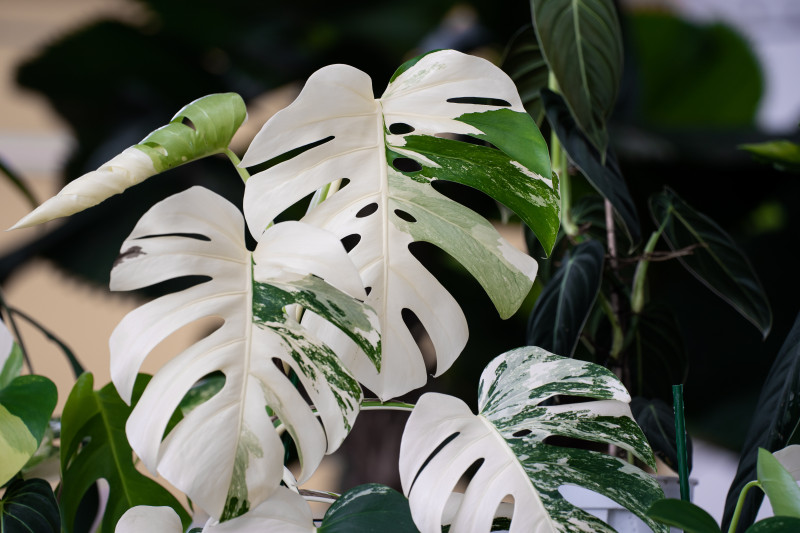 Monstera 'Albo Variegata'