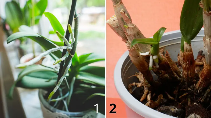 Keiki storczyków falenopsis i dendrobium
