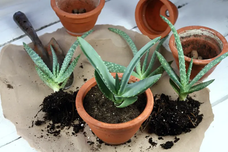 Replanting of aloe vera