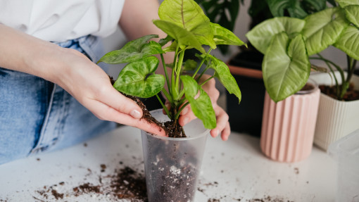 Rozmnażanie syngonium krok po kroku. Jak z jednego pędy mieć kilka sadzonek?