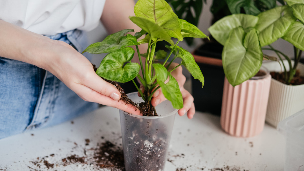 Rozmnażanie syngonium