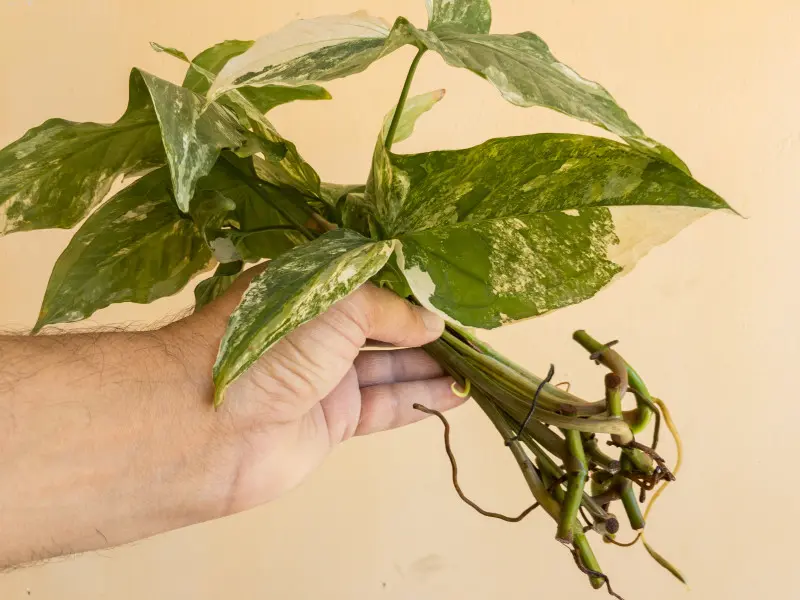 Sadzonki syngonium