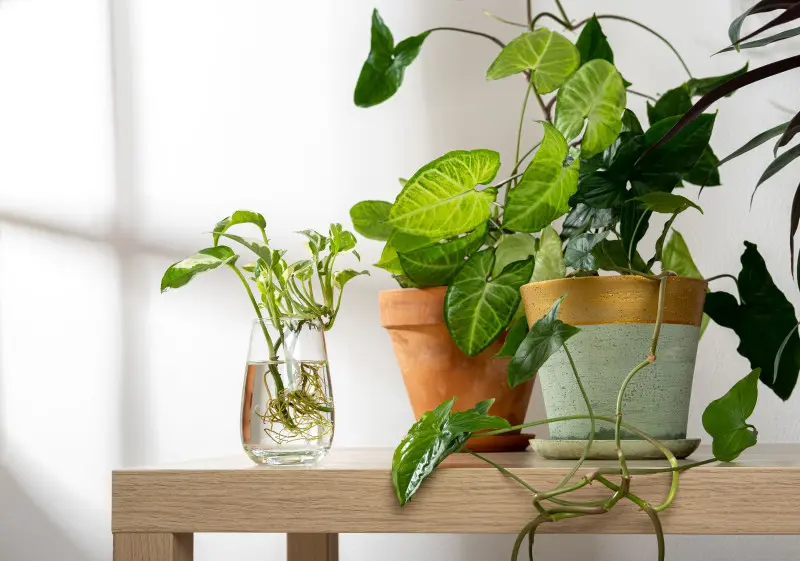 Rozmnażanie syngonium w wodzie