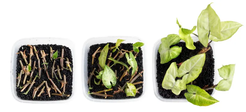 Rozmnażanie syngonium w podłożu