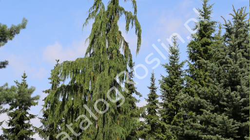Cyprysik nutkajski 'Pendula'