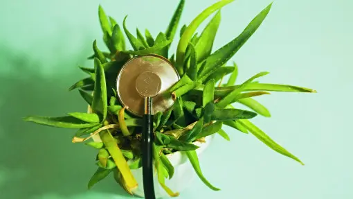 Aloes choruje? Ma plamy i jest miękki? Oto najczęstsze choroby i sposoby ich leczenia