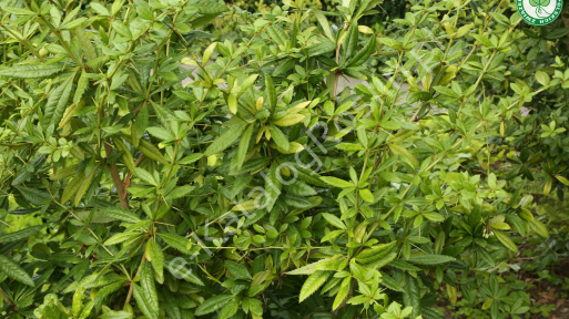 Berberys Juliany