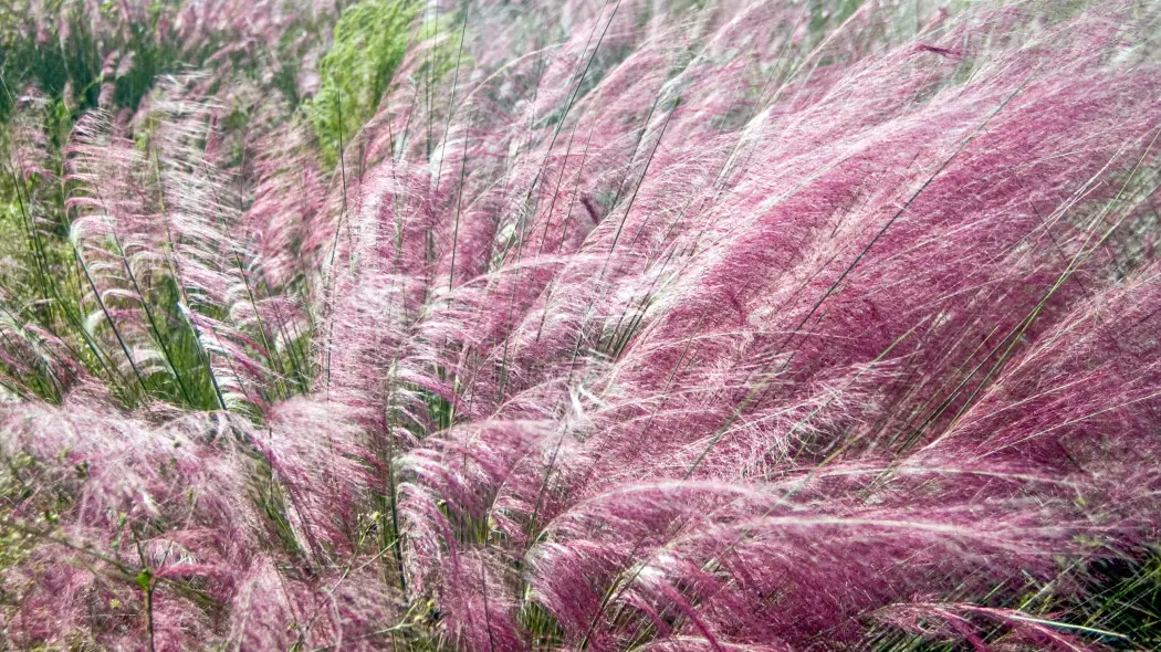 Przyostnia włosowata (Muhlenbergia capillaris)