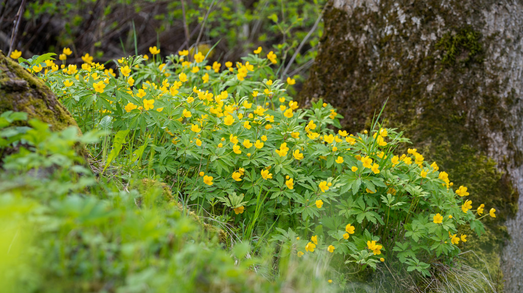 Zawilec żółty (Anemone ranuncoloides)