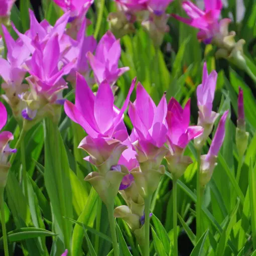 Ostryż żabieńcolistny / Tulipan Siam / Kurkuma wąskolistna