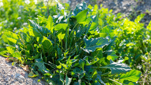 Burak dziki: jak wygląda i jak go uprawiać? Superfood z nadmorskich wydm