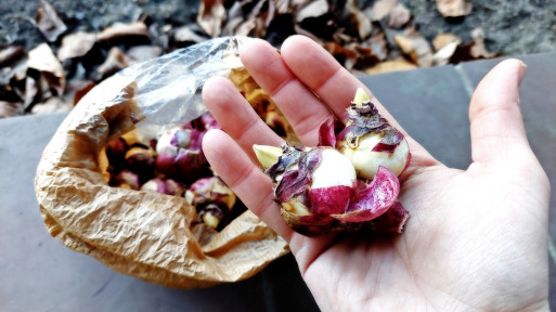Przegapiłeś sadzenie cebulek kwiatowych jesienią? Wiosną tylko tak je uratujesz