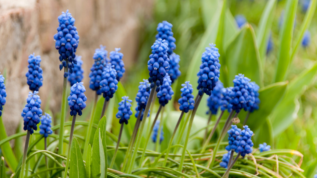 Co lubią szafirki – pielęgnacja Muscari