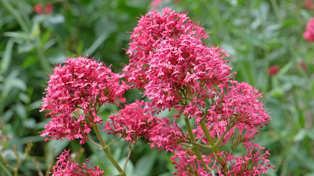 Ostrogowiec czerwony (Centranthus ruber)