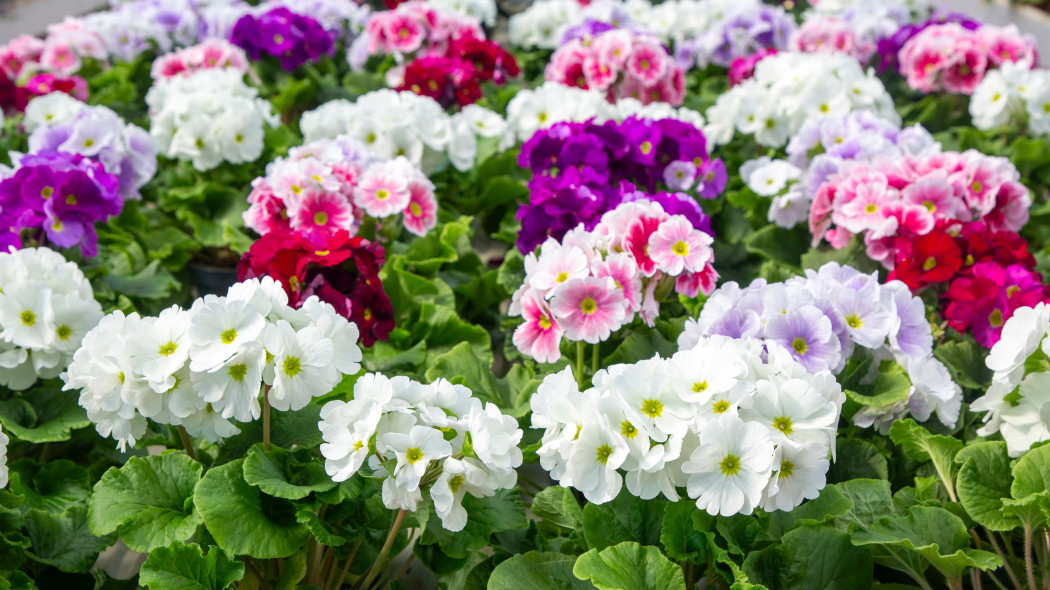 Pierwiosnek kubkowaty (Primula obconica)