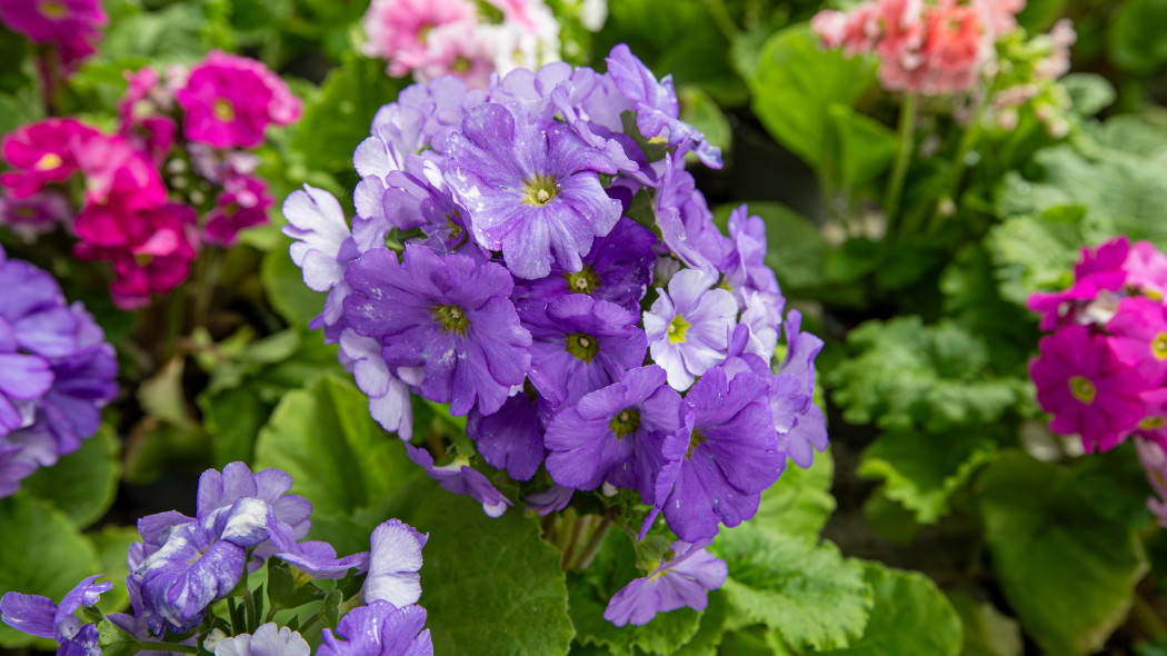 Pierwiosnek kubkowaty (Primula obconica)