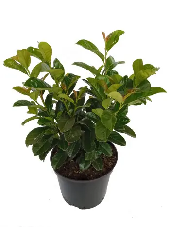 Laurowiśnia 30 cm
