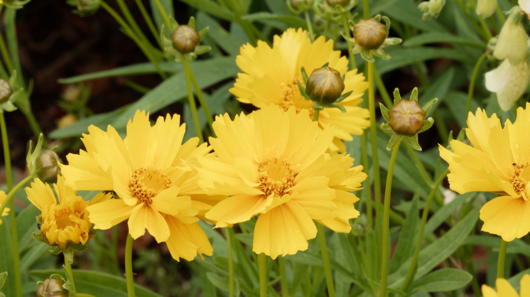 Nachyłek wielkokwiatowy (Coreopsis grandiflora)