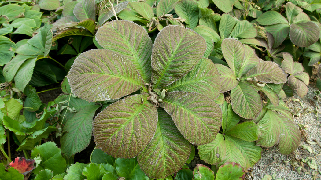 Rodgersja kasztanowcolistna (Rodgersia aesculifolia)