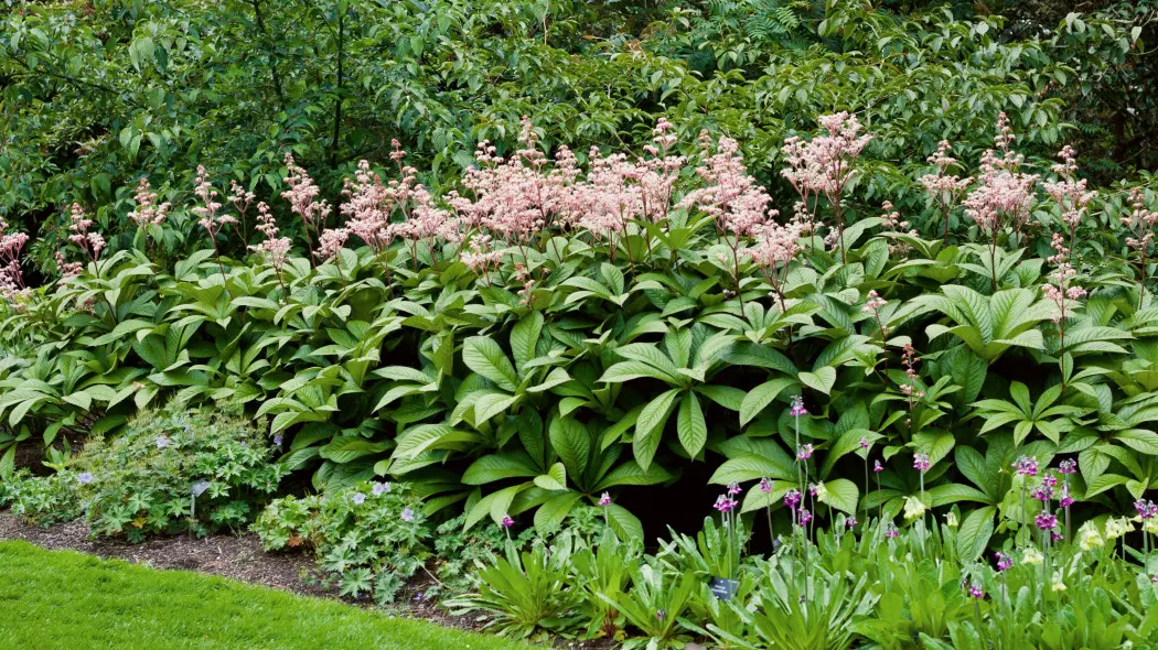 Rodgersja kasztanowcolistna (Rodgersia aesculifolia)