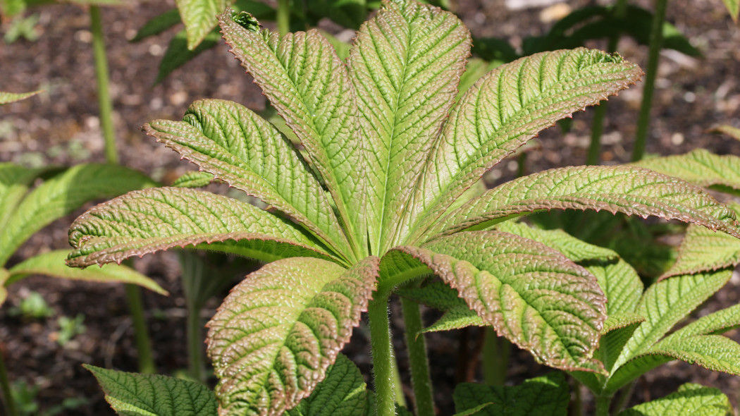 Rodgersja kasztanowcolistna (Rodgersia aesculifolia)