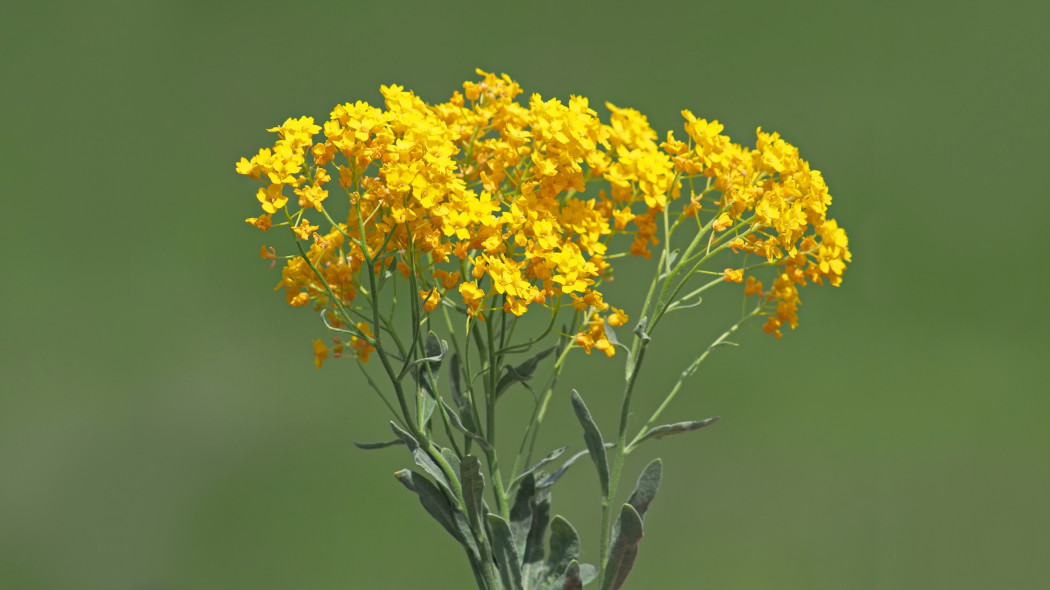 Smagliczka skalna (Aurinia saxatilis)