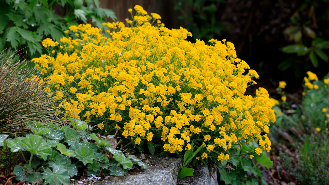 Smagliczka skalna (Aurinia saxatilis)