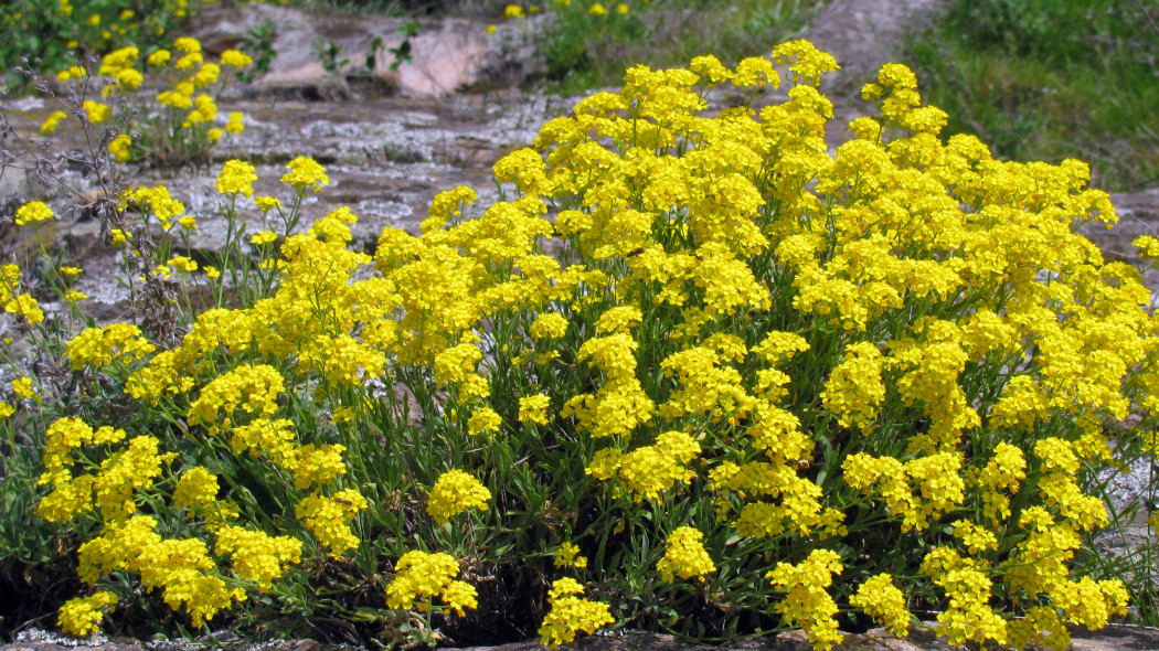 Smagliczka skalna (Aurinia saxatilis) w naturze