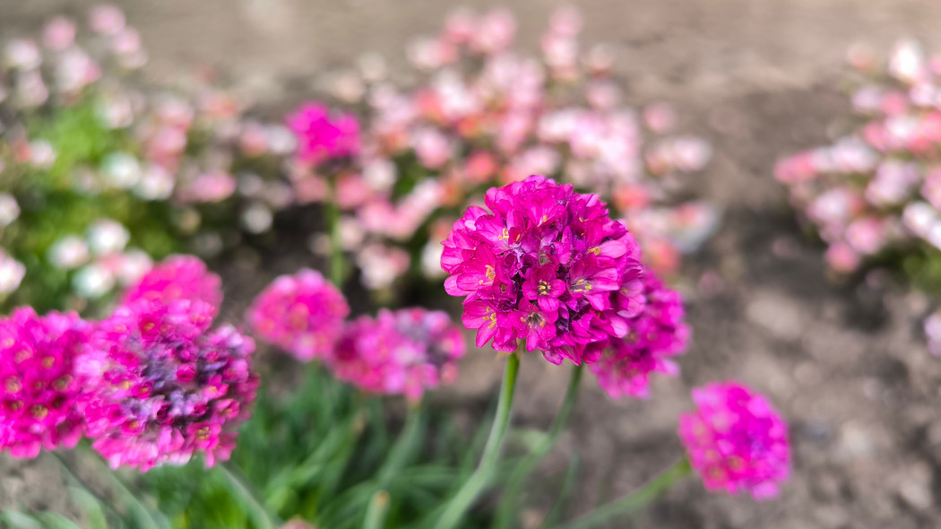 Zawciąg nadmorski 'Rosea'