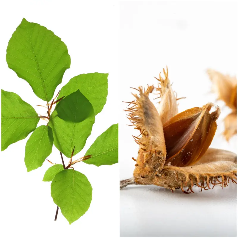 buki do ogrodu - liście i owoc buka pospolitego (Fagus sylvatica)