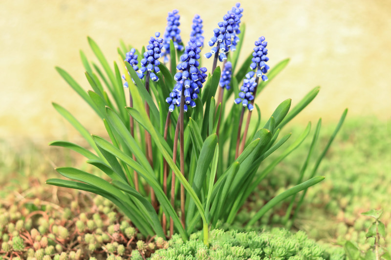 Szafirki (Muscari) kwitnące w gęstej kępce