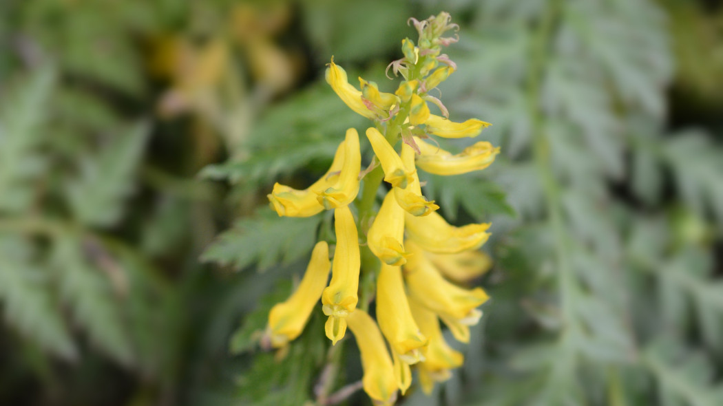 Kokorycz paprociowa (Corydalis cheilanthifolia)