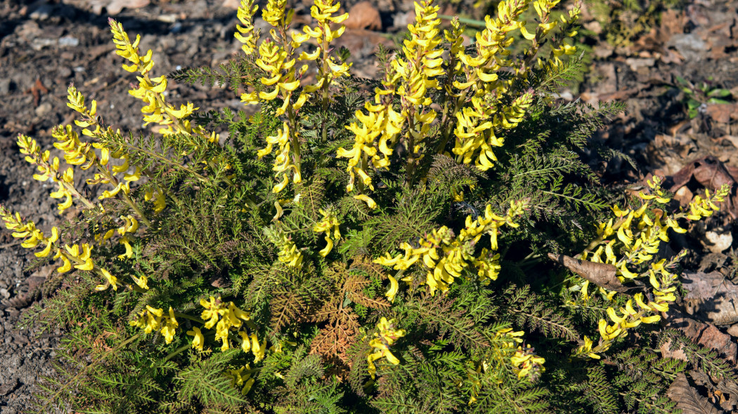 Kokorycz paprociowa (Corydalis cheilanthifolia)