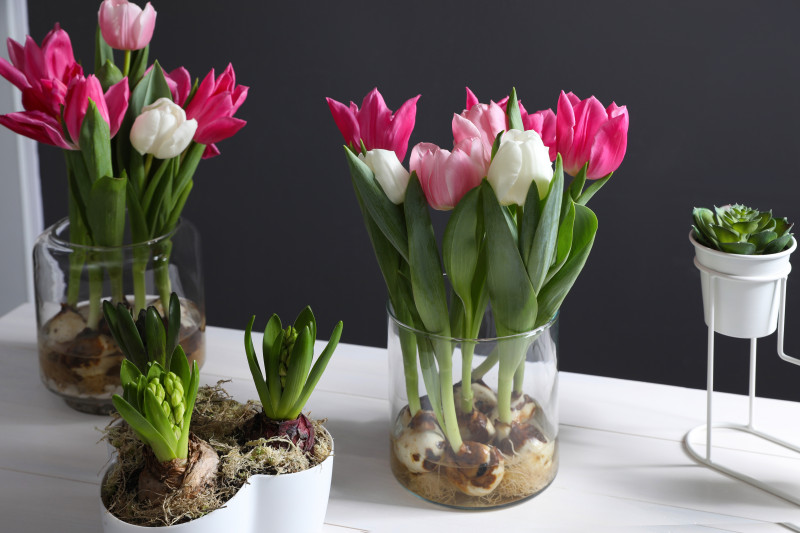 Tulipany - preparowane cebule do uprawy w domu